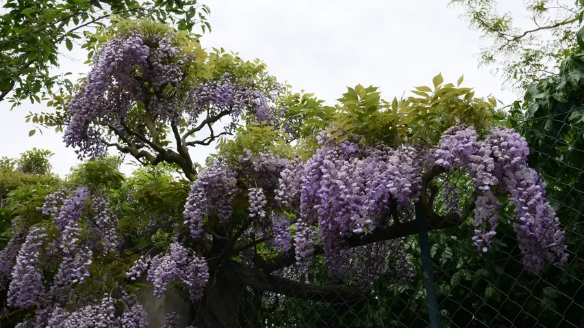 Weinheim preview image