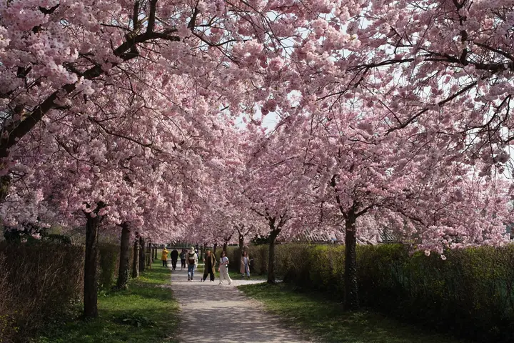 Besuch Kaiming Vorschaubild